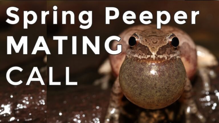 What Instrument Sounds Like a Spring Peeper: A Comprehensive Guide