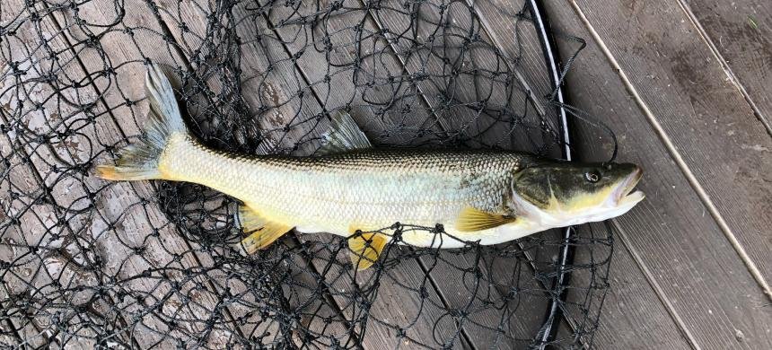 What Scent Attracts Pike Minnows in Washington State